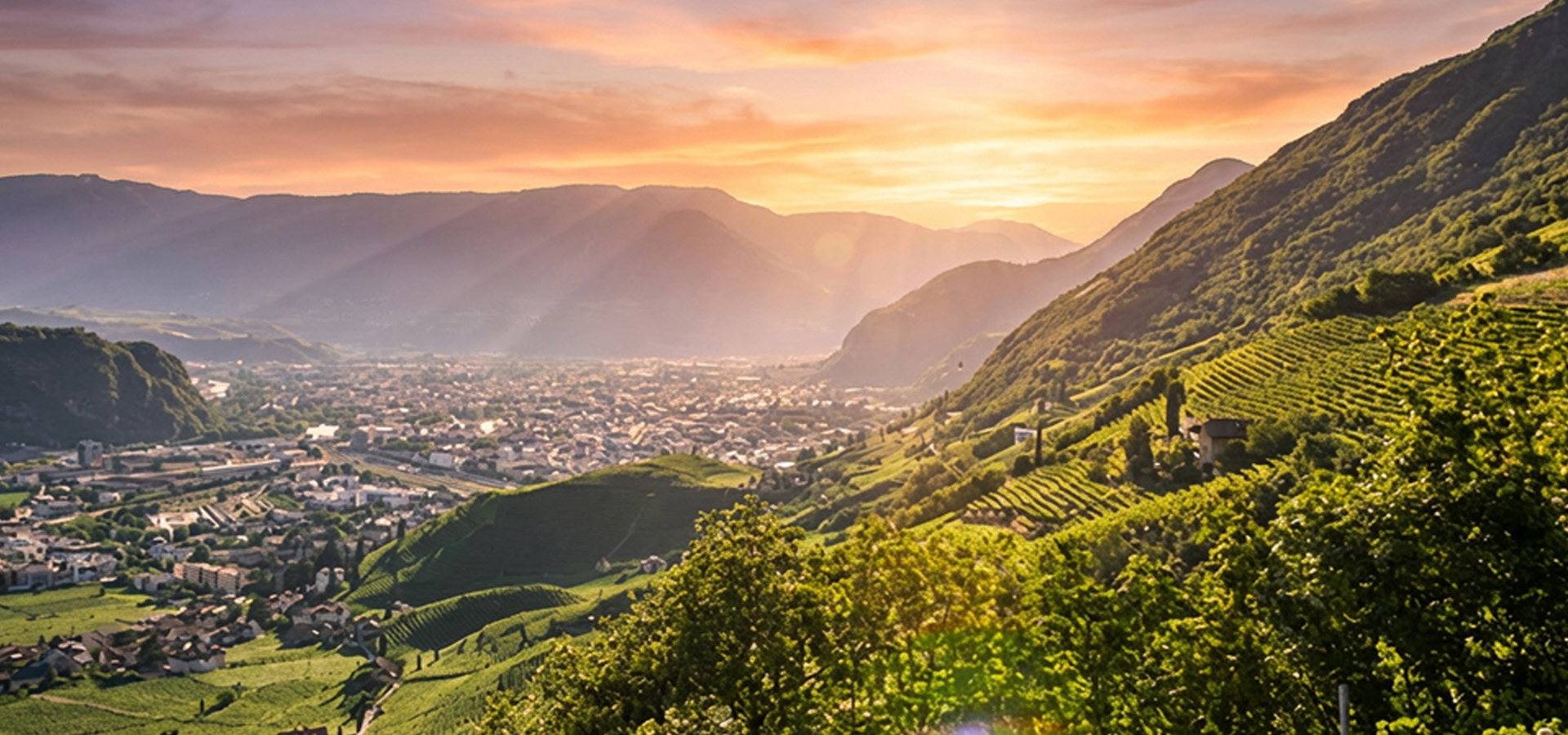 Rottensteiner vingård